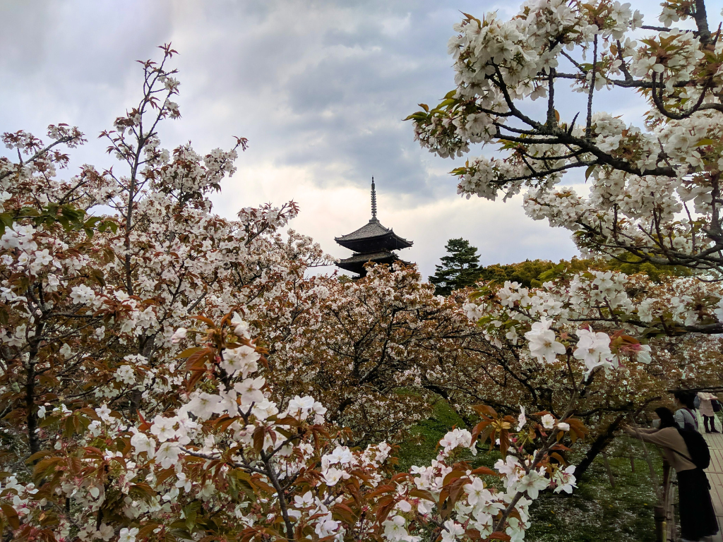 Sakura Season in Japan